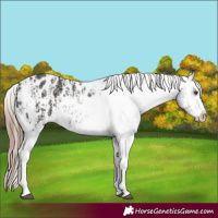 Horse Color:Liver Chestnut Sabino Splash Blanket  and Liver Chestnut Sabino Splash Blanket 
