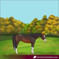 Horse Color:Brown Splash 