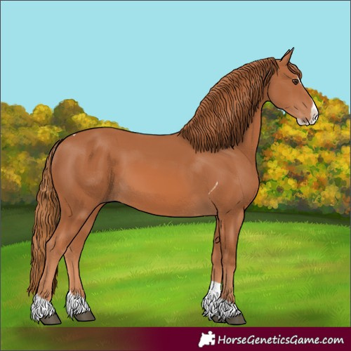 Horse Color:Chestnut Splash Tobiano 