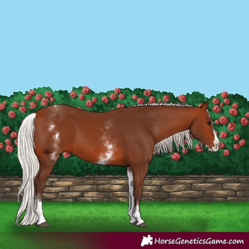 Horse Color:White Spotted Silver Brown Splash 