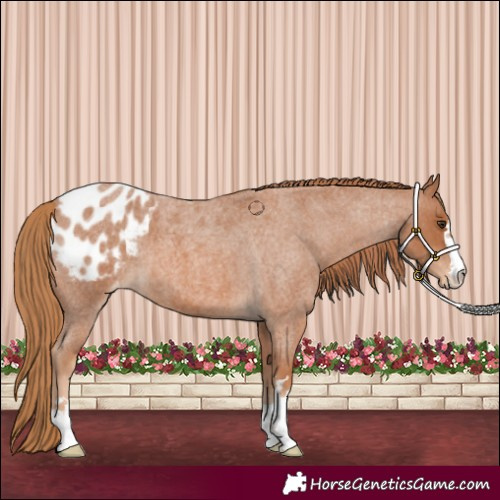 Horse Color:Red Roan Appaloosa 