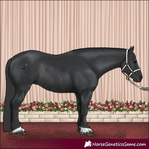 Horse Color:Black Rabicano 