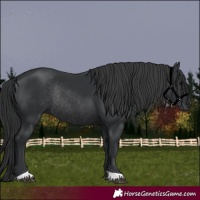 Horse Color:Black Rabicano 