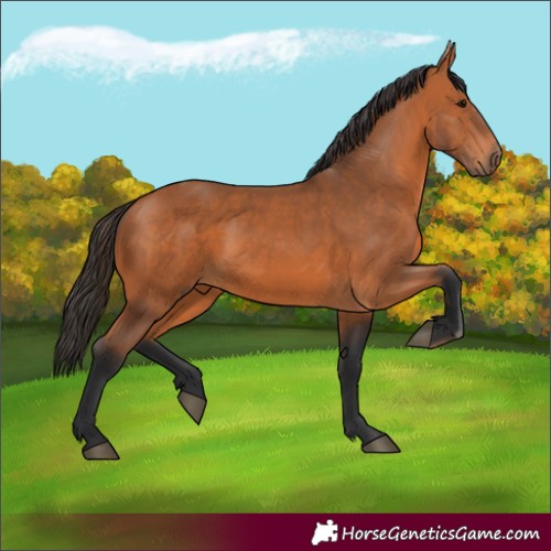 Horse Color:Unknown 