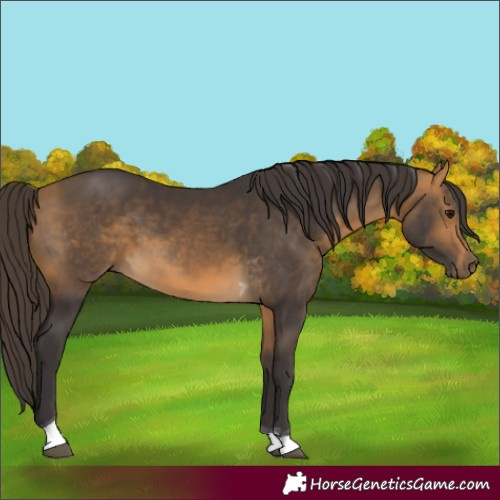 Horse Color:Unknown 