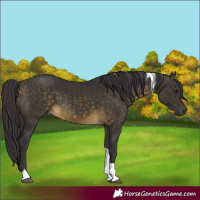 Horse Color:Buckskin Tobiano 
