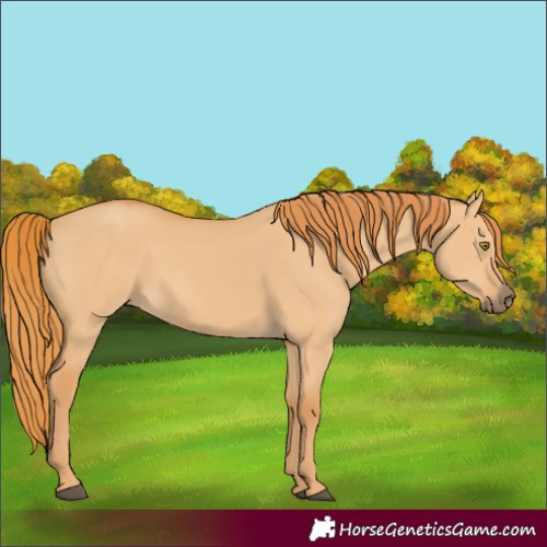 Horse Color:Unknown 