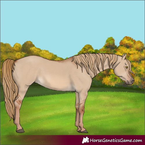 Horse Color:Unknown