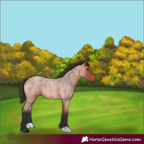 Horse Color:Bay Roan 