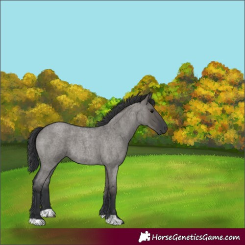 Horse Color:Grullo Roan 