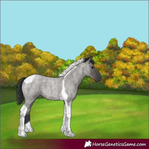 Horse Color:Grullo Roan Tobiano 