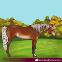 Horse Color:Gray Silver Bay