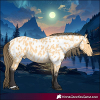 Horse Color:Buckskin Appaloosa