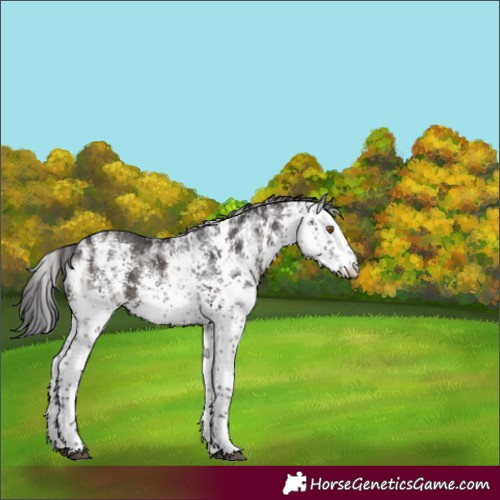 Horse Color:White Spotted Smoky Black Sabino Rabicano 