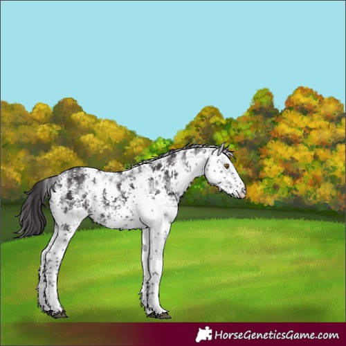 Horse Color:White Spotted Smoky Black Sabino Rabicano 