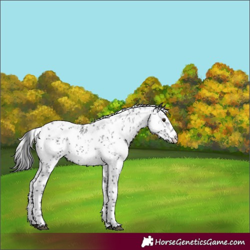 Horse Color:White Spotted Black Sabino Rabicano 