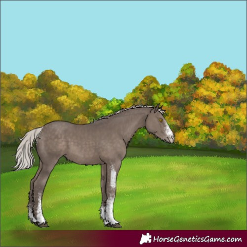 Horse Color:White Spotted Silver Black 
