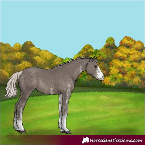 Horse Color:White Spotted Silver Black Rabicano 