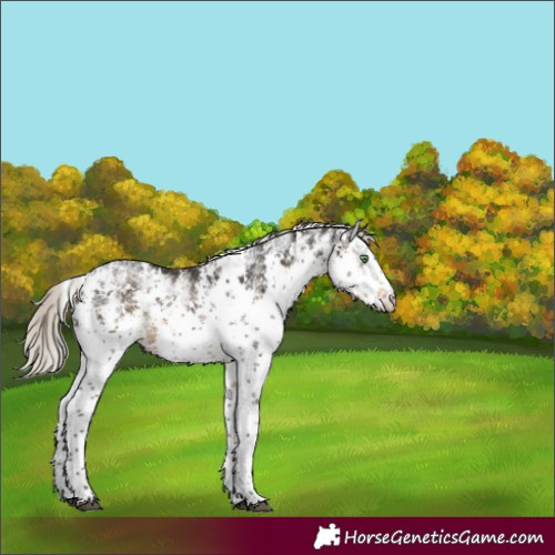 Horse Color:White Spotted Silver Smoky Black Sabino 