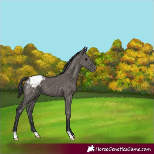 Horse Color:Grullo Snowcap 