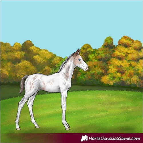Horse Color:White Spotted Sable Champagne Splash Tobiano Blanket 