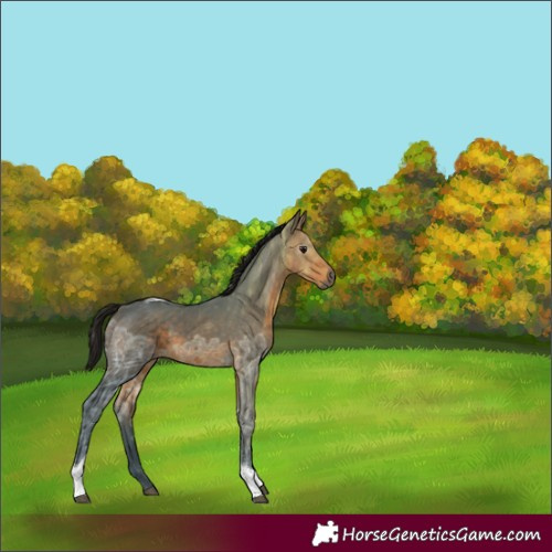 Horse Color:Gray Buckskin Ice Tobiano Rabicano 