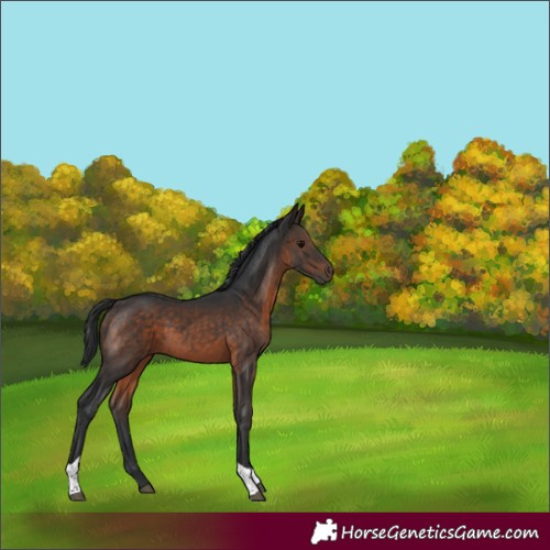 Horse Color:Brown Tobiano Rabicano 