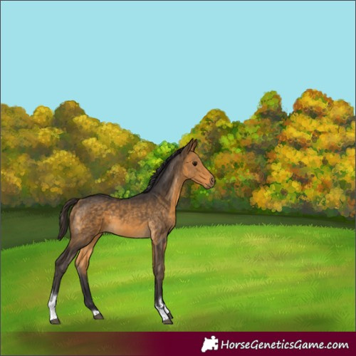 Horse Color:Buckskin Tobiano 