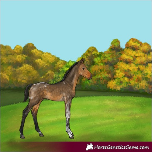 Horse Color:Gray Buckskin Dun Tobiano Rabicano 