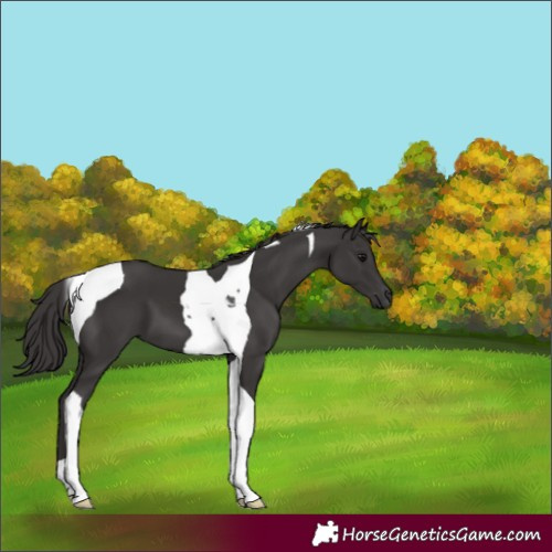 Horse Color:Smoky Black Tobiano 