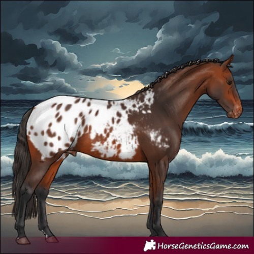 Horse Color:Bay Appaloosa Rabicano 