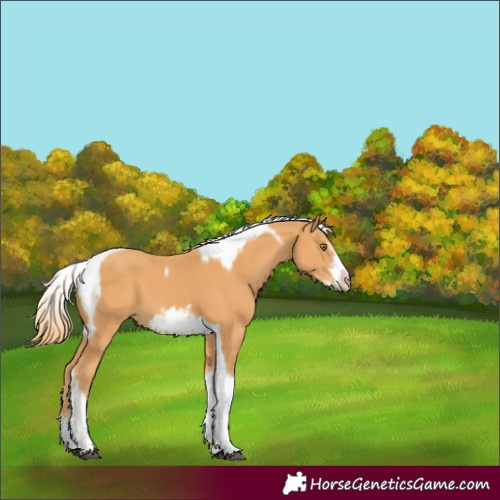Horse Color:Chestnut Tobiano Frame 