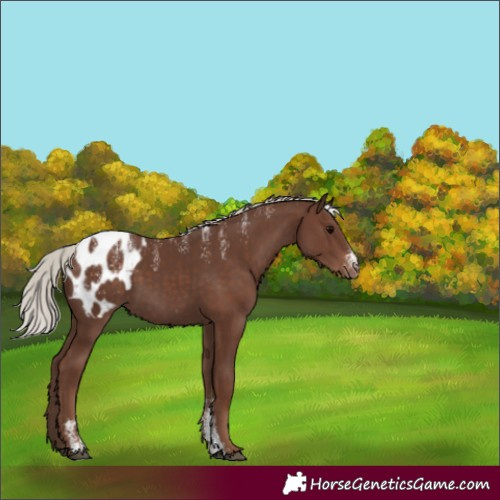 Horse Color:Powder White Silver Black Appaloosa 