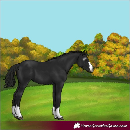 Horse Color:Gray Black Appaloosa 