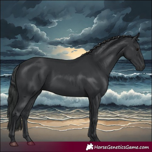 Horse Color:Black 