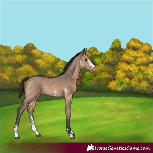 Horse Color:Brown Dun Sabino Rabicano 