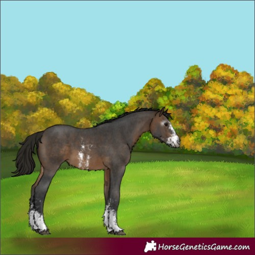Horse Color:Gray Buckskin Sabino 