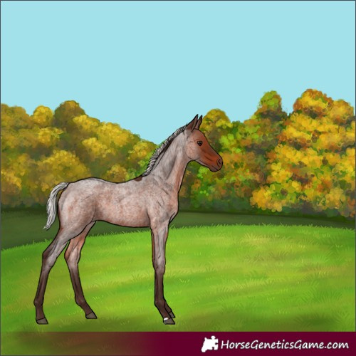 Horse Color:Unknown 