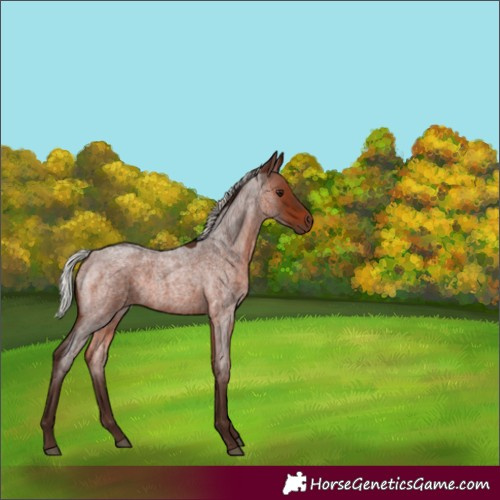 Horse Color:Silver Brown Roan 