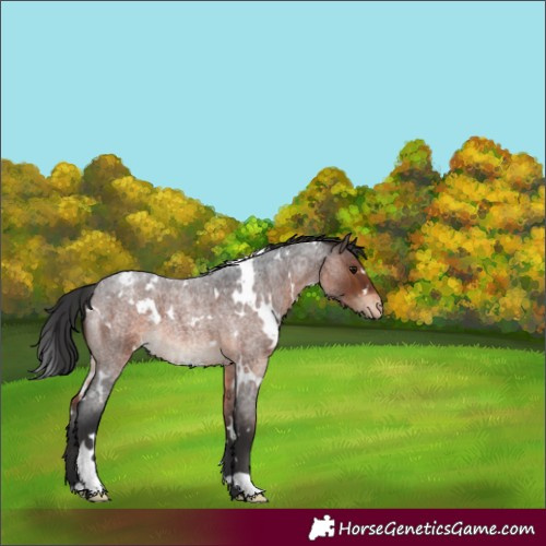 Horse Color:White Spotted Brown Roan Appaloosa 