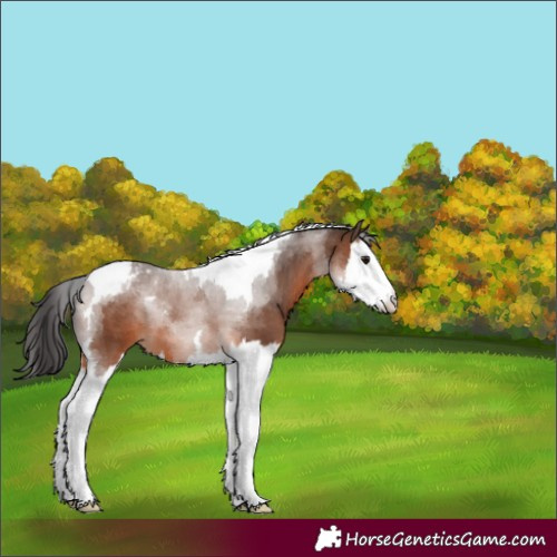 Horse Color:Brown Splash Tobiano Blanket 