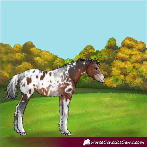 Horse Color:White Spotted Brown Tobiano Appaloosa 