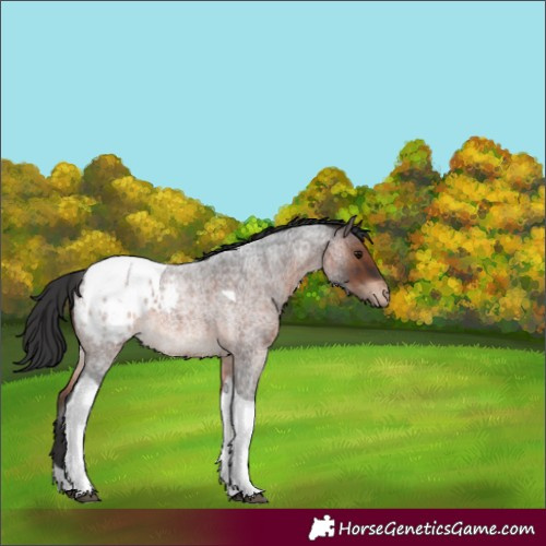 Horse Color:Brown Roan Tobiano Appaloosa 