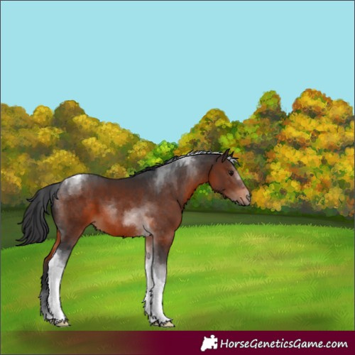Horse Color:Brown Tobiano 