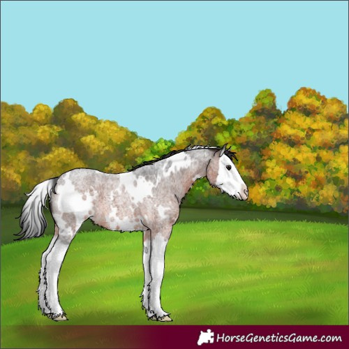 Horse Color:White Spotted Brown Roan Splash 