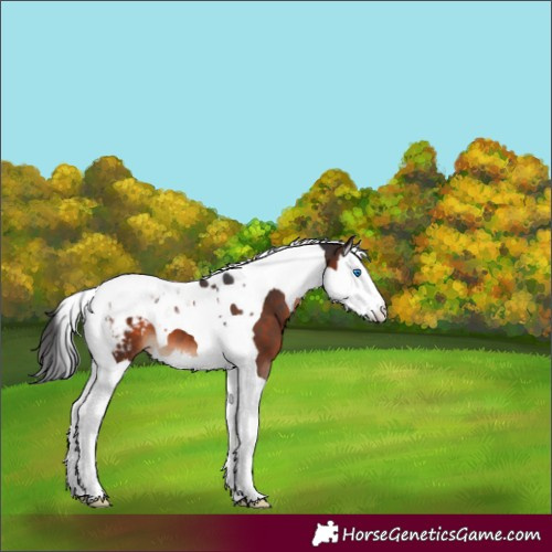 Horse Color:Brown Splash Tobiano Appaloosa 
