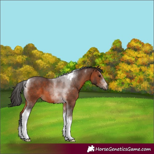 Horse Color:Brown Tobiano 