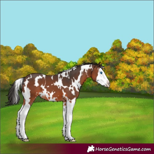 Horse Color:White Spotted Brown Splash 
