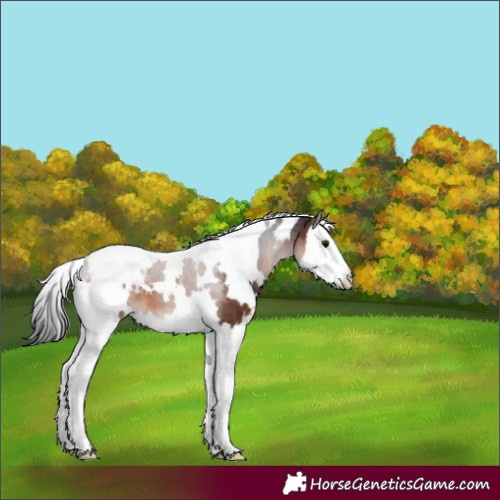 Horse Color:White Spotted Brown Splash Tobiano 