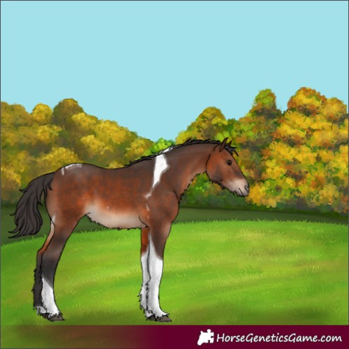 Horse Color:Brown Tobiano 